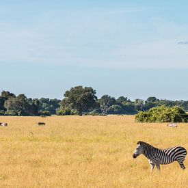 Zebra in het open veld in Zambia van Ramon Lucas