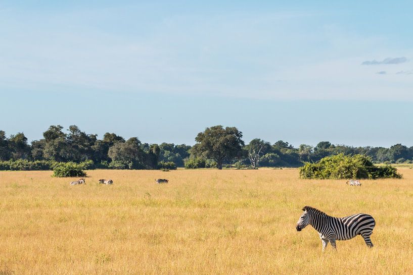 Zebra auf freiem Feld in Sambia von Ramon Lucas