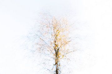 Auszug aus dem Boom von Marianne van der Zee