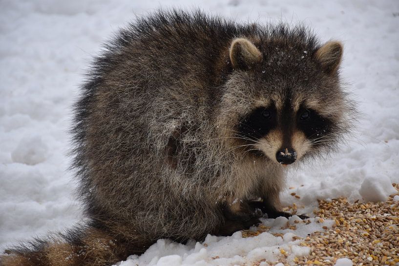 A raccoon in spring by Claude Laprise