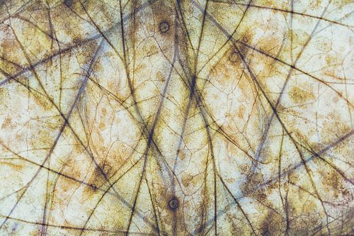 Abstract en botanisch kunstwerk in natuur tinten