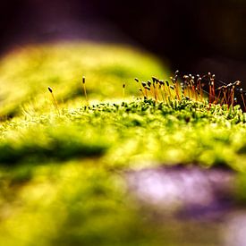 no ticky, no washy by Bernhard Steinbusch