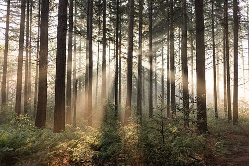 Zonsopgang in het bos