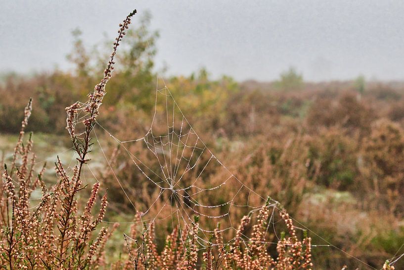 The spider web by Henrico Fotografie