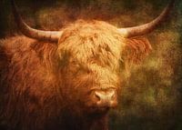 schotse hooglander