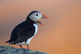 Puffins in the last evening light Norway by Frank Fichtmüller