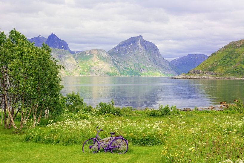 Violette Akzente - Insel Senja in Nordnorwegen von Gisela Scheffbuch