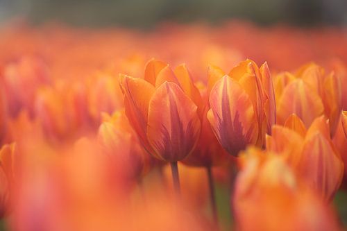 Tulipfield with red and orange coloured tulips