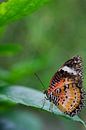 Vlinder (Cethosia biblis) op  groen blad van Sandra de Heij thumbnail