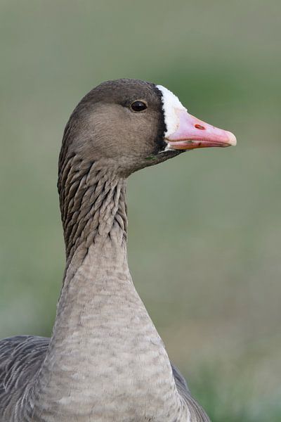 Blässgans ( Anser albifrons ), Porträtaufnahme einer wilden Gans von wunderbare Erde