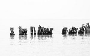 Schwarz-Weiß-Foto von verwitterten Pollern im Wasser