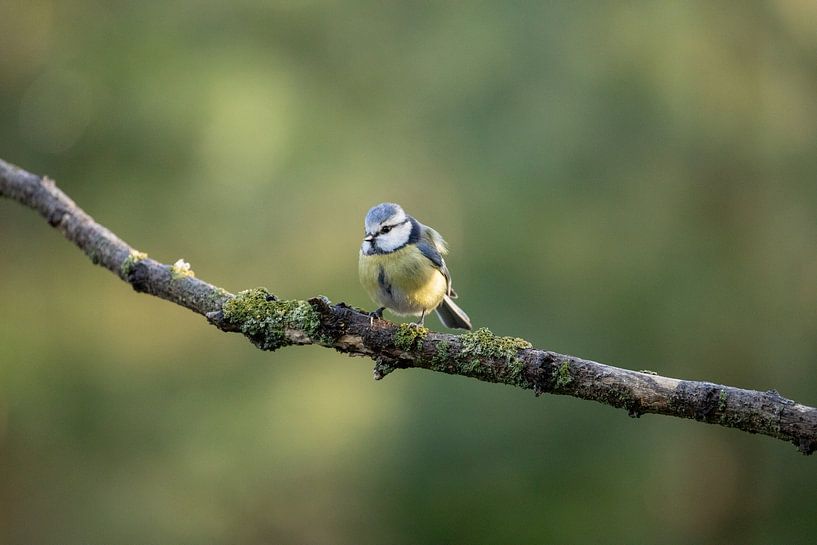 Blue tit on branch 2 by Tanja van Beuningen