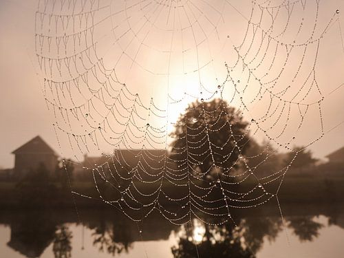 Spinneweb met zon