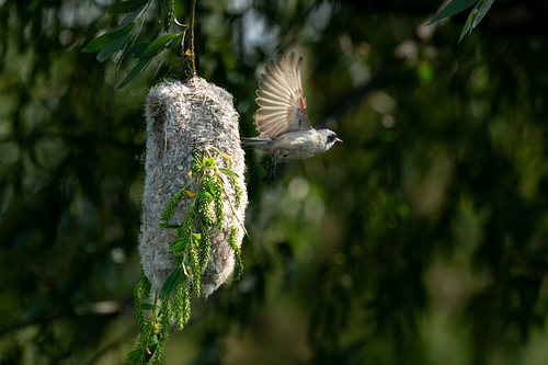 Eurasian Penduline Tit Flying to Intricate Pouch Nest