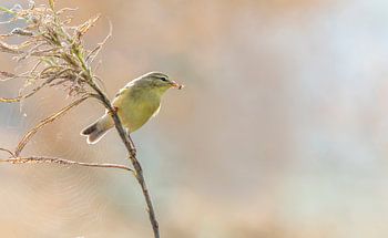 Fitis pakt Kruisspin uit spinnenweb
