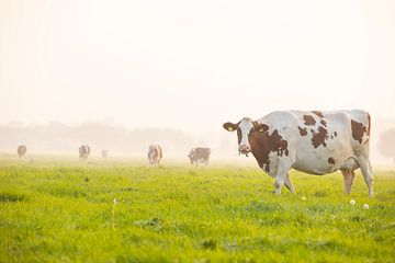 Koeien in een weiland tijdens een mistige zonsopgang