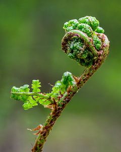 Der verpackte Frühling