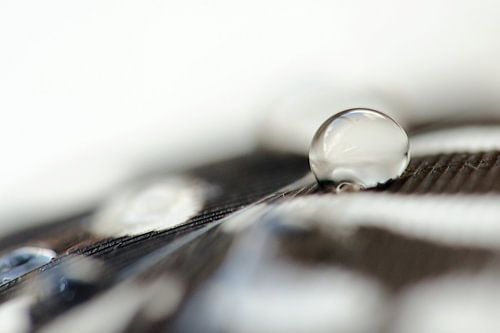 Feather with drops I