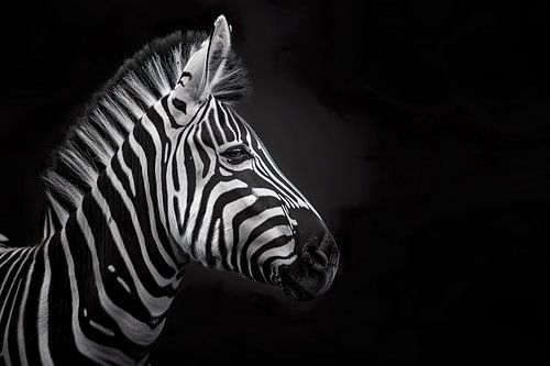 Zebra horse