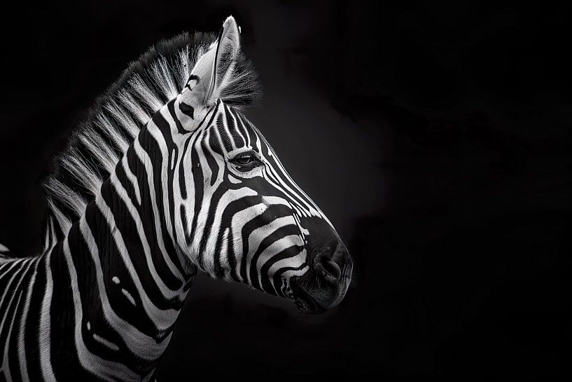 Zebra-Pferd von PixelPrestige