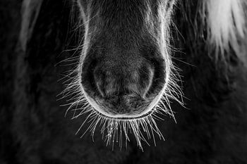 Muzzle de cheval en noir et blanc Pureté du détail