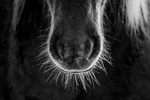 Paardensnuit in Zwart-Wit Puurheid van Detail