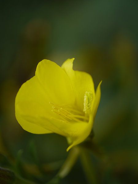 Gentle Evening Primrose by Anouk Beunen