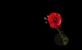 Scarlet Solitude by Cindy Coenen Fine Art