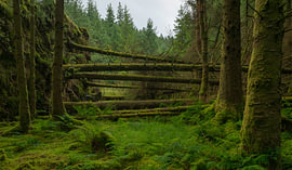 Whinlatter Forest – Lake District (England) von Marcel Kerdijk