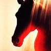 Profil du Noble Horse : Silhouette graphique « Fiery Dawn » sur Ramy Salah Hefny