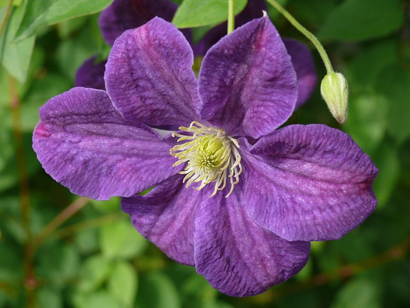 Jackman Clematis.Delicate purple, navy blue flower open for you by Paul Evdokimov