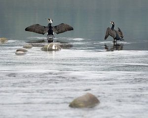 Kormorane trocknen ihre Flügel