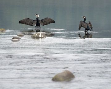 Les cormorans sèchent leurs ailes sur Anges van der Logt