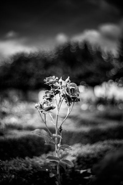 Roses en été par Jonas Lechner