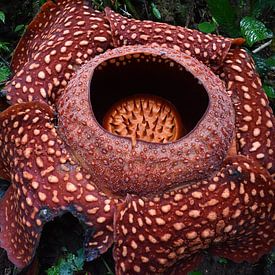 Rafflesia, Indonesië van Dominique Van Gerwen