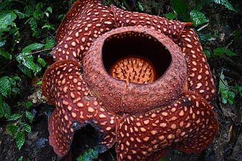 Rafflesia, Indonesia
