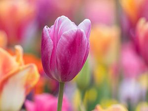 Paarse tulp met kleurrijke tulpen in achtergrond van Laurens de Waard