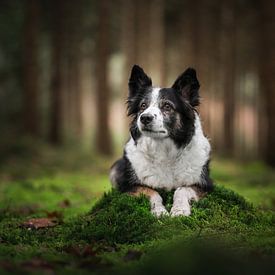 Oude hond met een lieve blik in de natuur van Thymen van Schaik