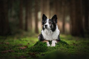 Oude hond met een lieve blik in de natuur van Thymen van Schaik
