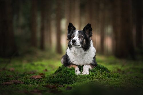 Vieux chien avec un regard doux dans la nature