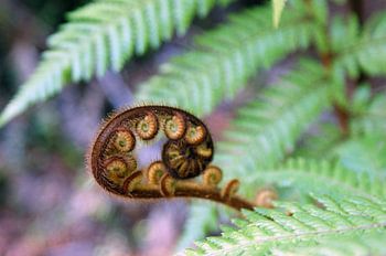 Young New Zealand silver fern