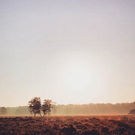 heathland near Slabroek by Lavieren Photography