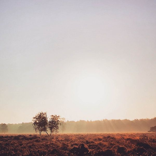 Heide in der Nähe von Slabroek von Lavieren Photography