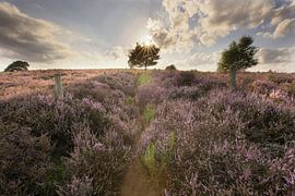 Posbank heide landschap