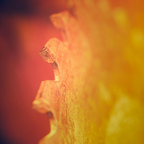 Yellow tooht by Freddy Hoevers
