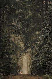 Path through dark pine trees in the Speulderbos forest in winter by Sjoerd van der Wal Photography