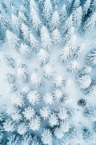 Winterwald von oben