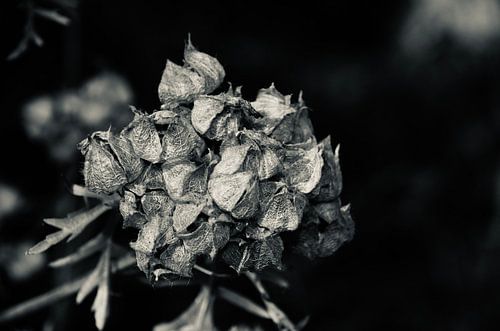 Malva Moschata noir et blanc