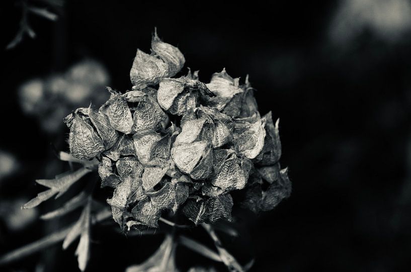 Schwarz&amp;Weiß Malva Moschata von Through Kristels Lens