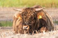 Schottischer Highlander